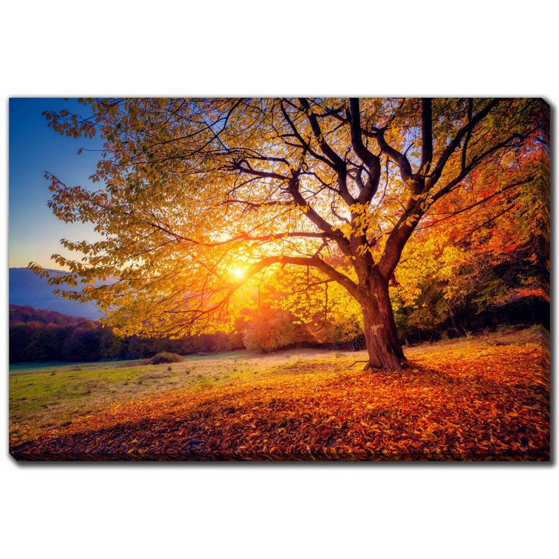 Art sur toile Sunlit Autumn Tree, H 22 po x l 28 po