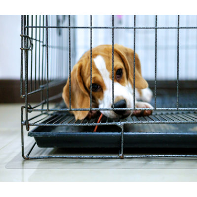 Pet Bed