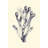 Indigo Kelp II by Vision Studio - Wrapped Canvas Graphic Art-1299127924