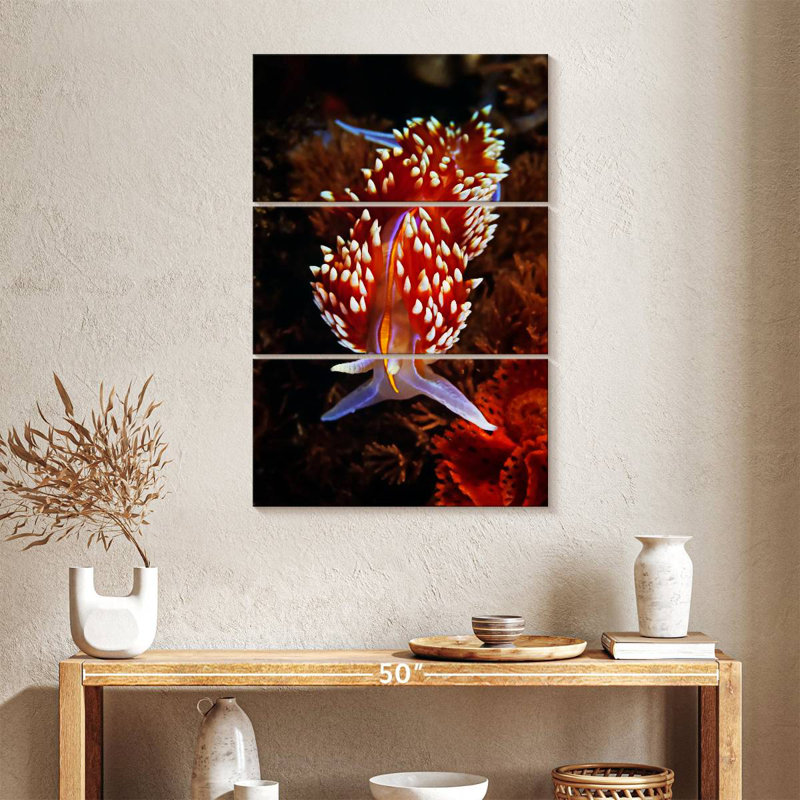 Brampt Exotic Nudibranch