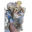 Down the Chimney Santa Figurine