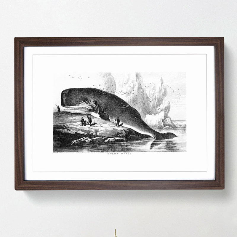Hunted Sperm Whale by John Karst - Framed Print, 36cm H x 48cm W x 2cm D, Walnut Framed