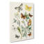 Caterpillars, Moths & Butterflies by W.F. Kirby - Wrapped Canvas Painting-55312969