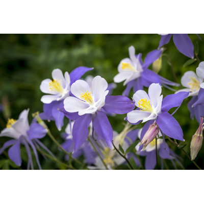 " Blooming Blue Columbine Wildflower "