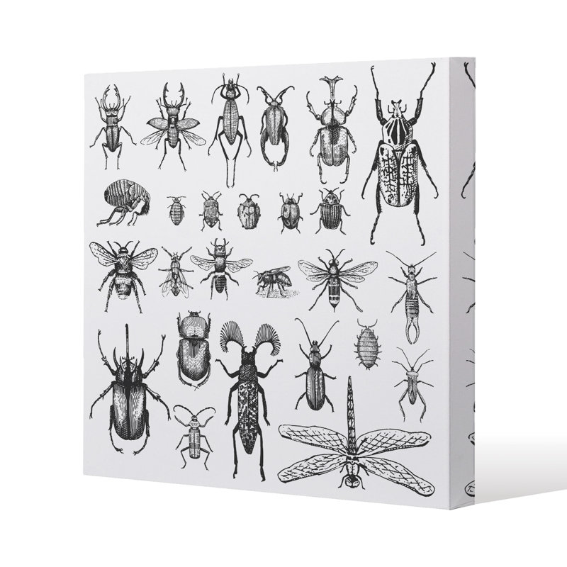 Fleas Many Species In Vintage Old Hand Drawn Style Canvas Print by Andrew Lee - Wrapped Canvas Print