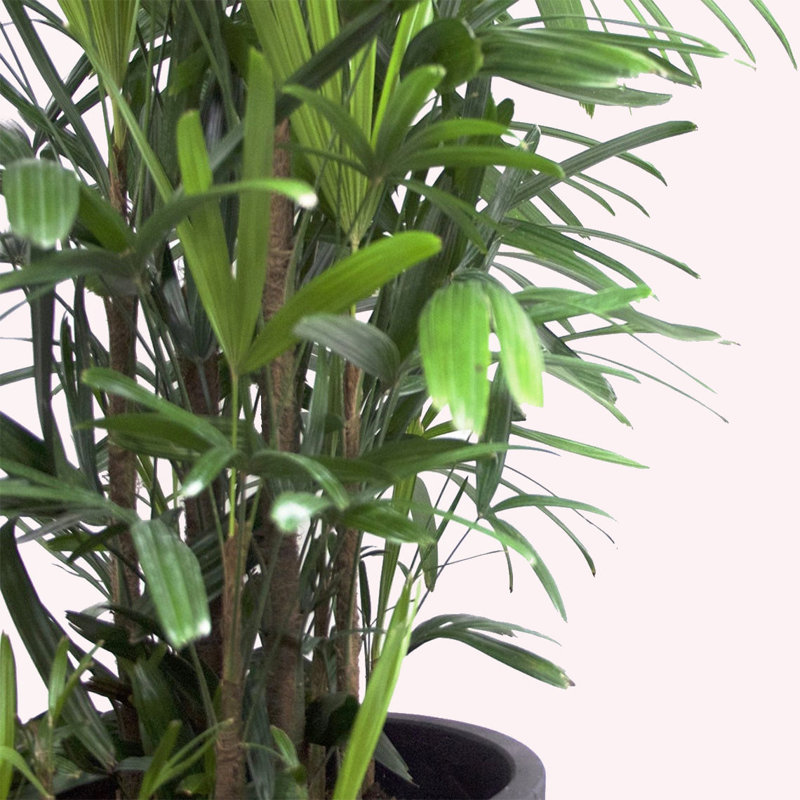 Rhapis Lady Palm in Blue Pot for Indoor and Outdoor Decor
