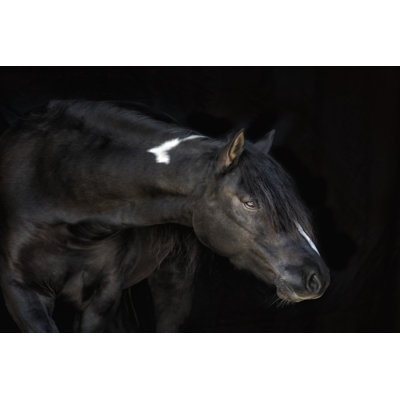 " Equine Portrait IV " by PHBurchett