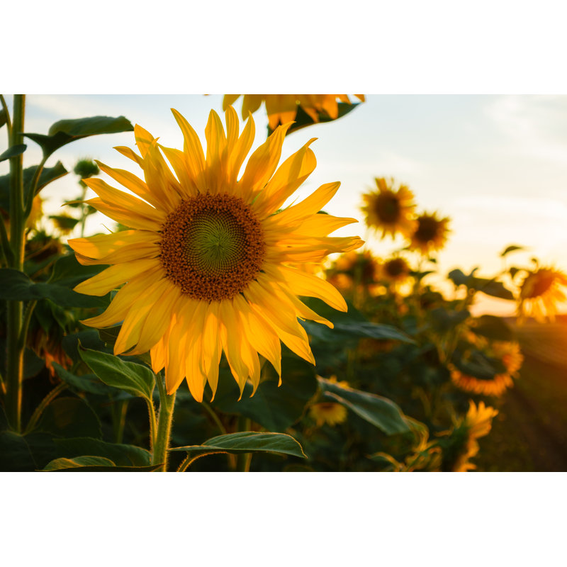 Sunflowers Back-Lit In Golden Sunlight by Sebastian Frank - Wrapped Canvas Print, 30cm H x 46cm W x 3.8cm D