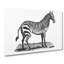 Zebra in Black and White by George Shaw - Wrapped Canvas Drawing - Wrapped Canvas-55320214