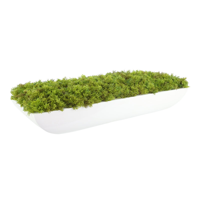 Moss 6" Artificial in Fiberstone Planter, 7"H x 25"W x 9.5"D, White