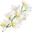 Tige d'orchidée Cymbidium-100334959