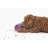 1.5 Cups Hybrid Feeder/Toy-87061920