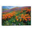 California Poppy And Other Wildflowers Growing On Hillside, Spring, Antelope Valley, California by Tim Fitzharris - Wrapped Canvas Print-1127674558
