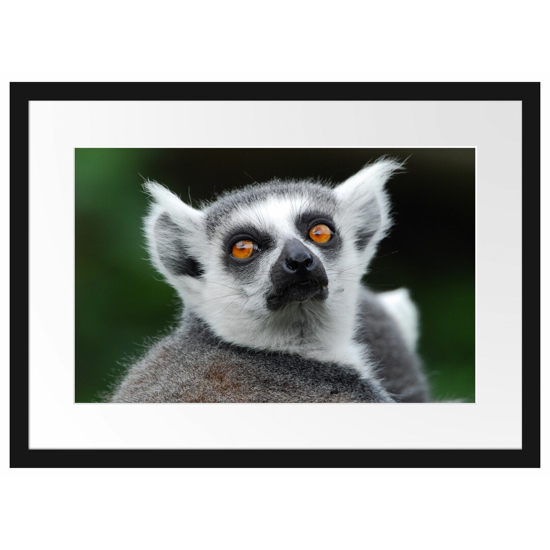 Lemur, der nach oben schaut Gerahmter Fotokunstdruck Poster