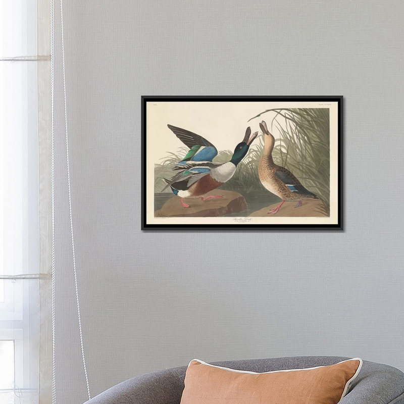 « shoveller duck », impression sur toile, H 18 po x l 26 po x P 1,5 po, Toile avec cadre noir, Pas de tapis