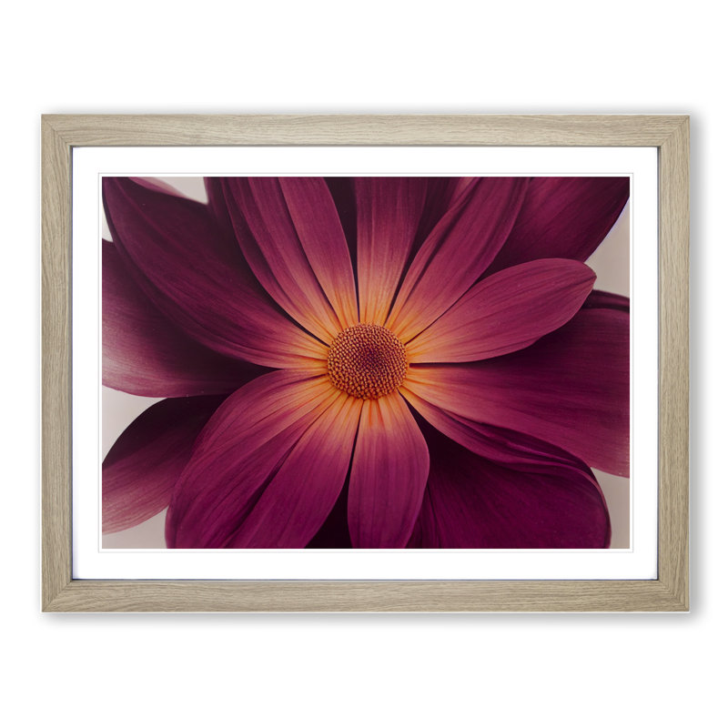 Harmonious Daisy Flower - Single Picture Frame Print, 34cm H x 46cm W x 2cm D, Oak