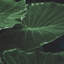 Leaves - 2 Piece Single Picture Frame Print