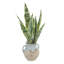 Snake Plant Arranged in Stone Vase