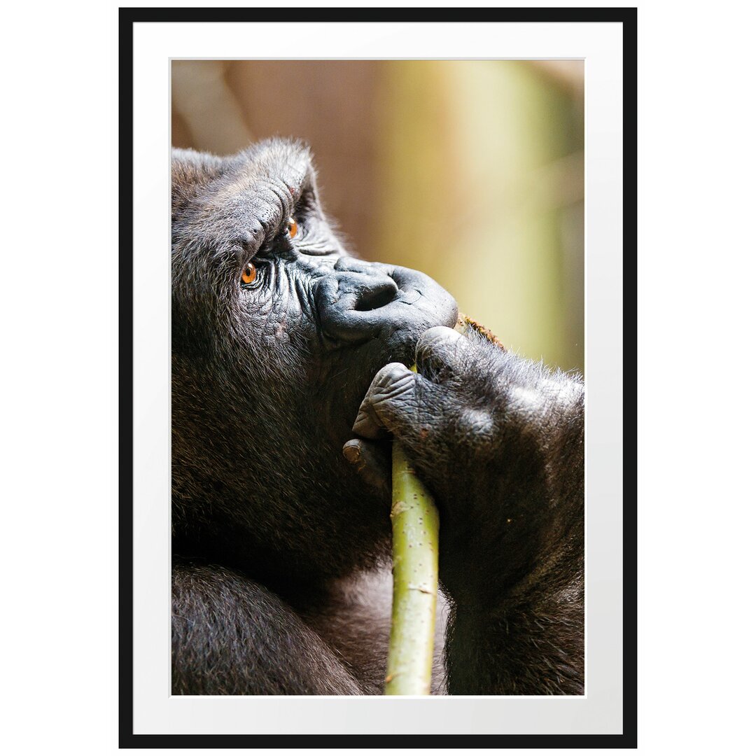 Gerahmtes Poster Gorilla isst