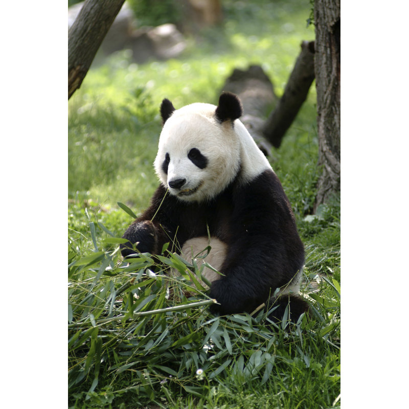 Giant Panda - Wrapped Canvas Print, 76cm H x 51cm W x 3.8cm D
