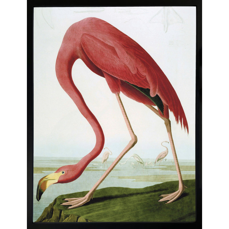 American Flamingo - Single Picture Frame Print
