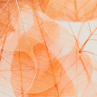 " Ingrid Beddoes Orange Marmalade " by Ingrid Beddoes