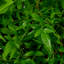 Faux Tender Plant