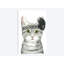 « downton cat iii », impression sur toile-32595474-72143391-72143392