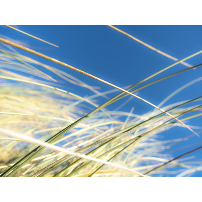 Dune Grasses 01940 Print by Petra Trimmel