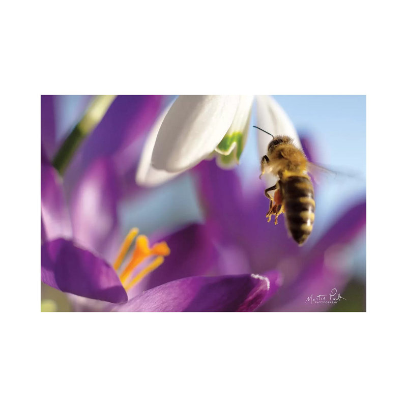 Bee I by Martin Podt - Wrapped Canvas Print, 20.32 cm H x 30.48 cm W