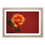 Orange Rose in Bloom - Picture Frame Graphic Art Print-55734001-55734006
