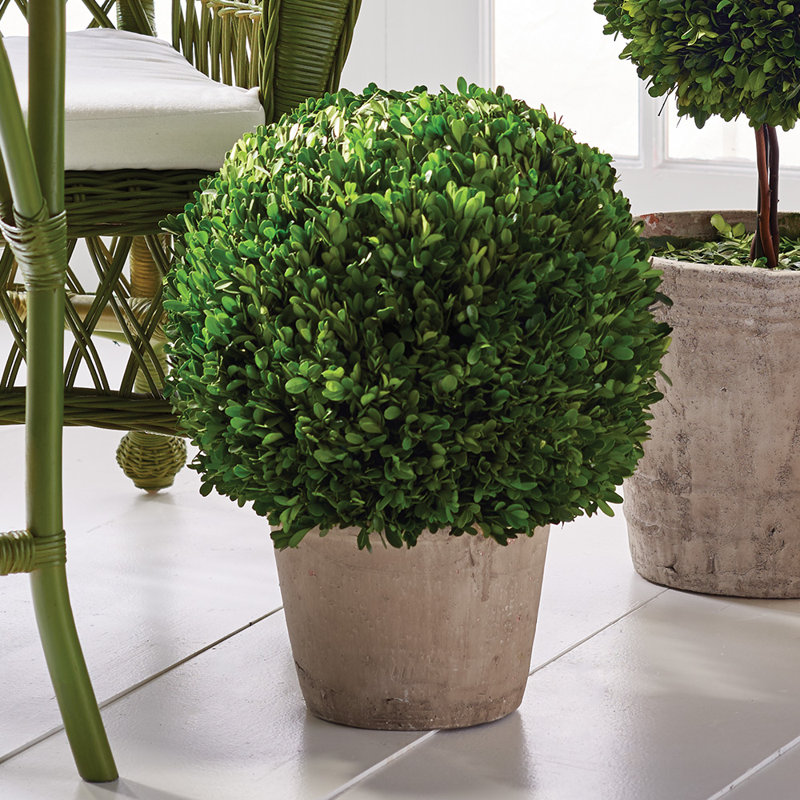 Travers Boxwood Topiary in Terracotta Pot, Medium