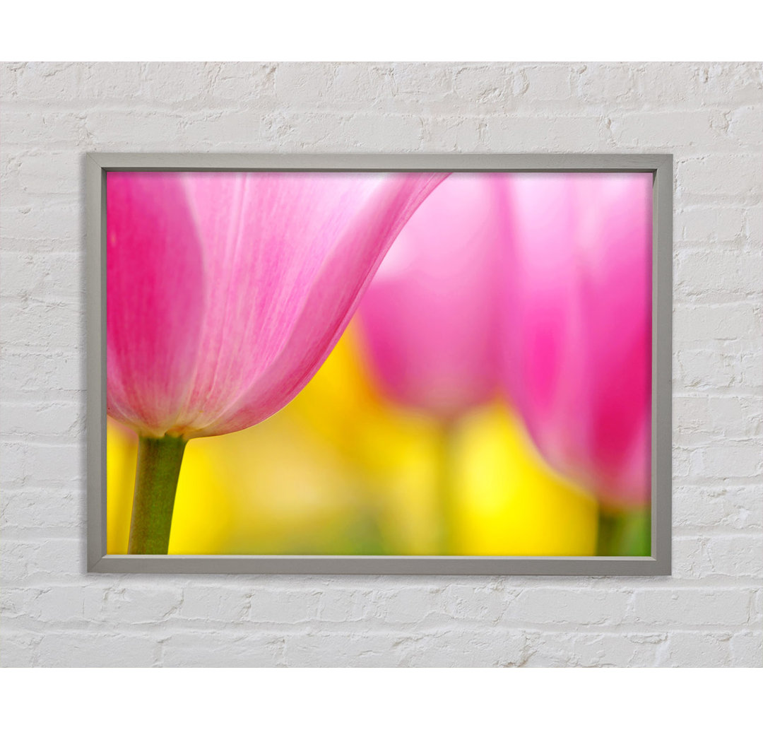 Nahaufnahme Soft Heaven Tulip - Einzelner Bilderrahmen Kunstdrucke auf Leinwand