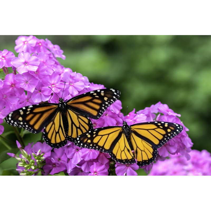 Monarch Love by Patty_C, 8" H x 12" W