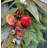 24" Pomegranate Orange Wreath