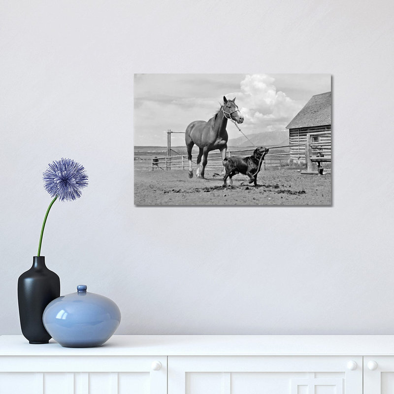 1950s-1960s Black Dog Leading Horse By Holding Rope Halter In His Mouth - Wrapped Canvas Print, 30.48 cm H x 45.72 cm W