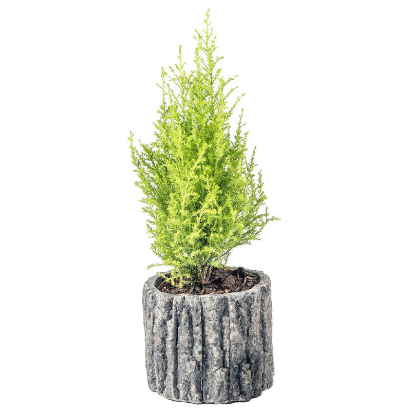 Calabro Pot Planter, 4.75" H x 5.5" W x 5.5" D