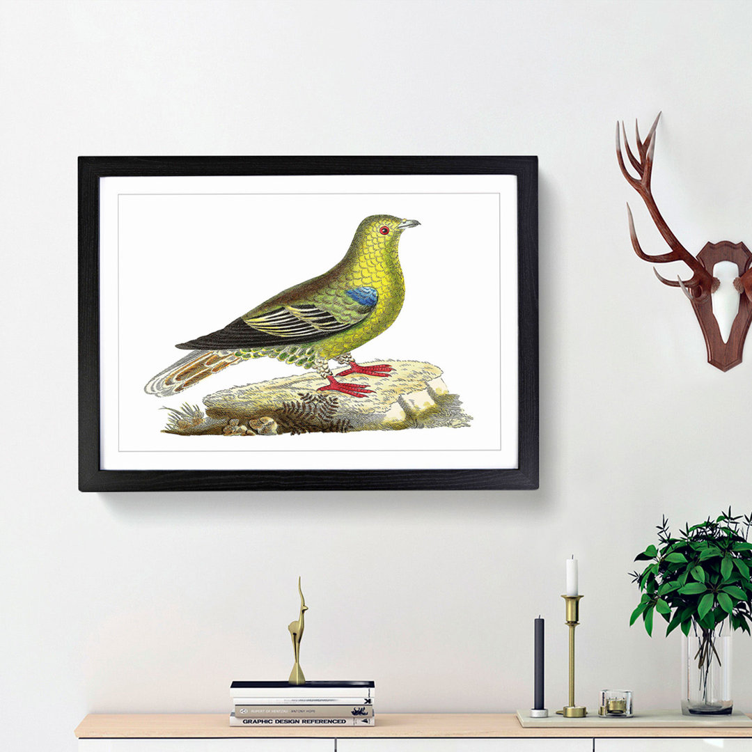 Madagascar Pigeon by George Shaw - Framed Print