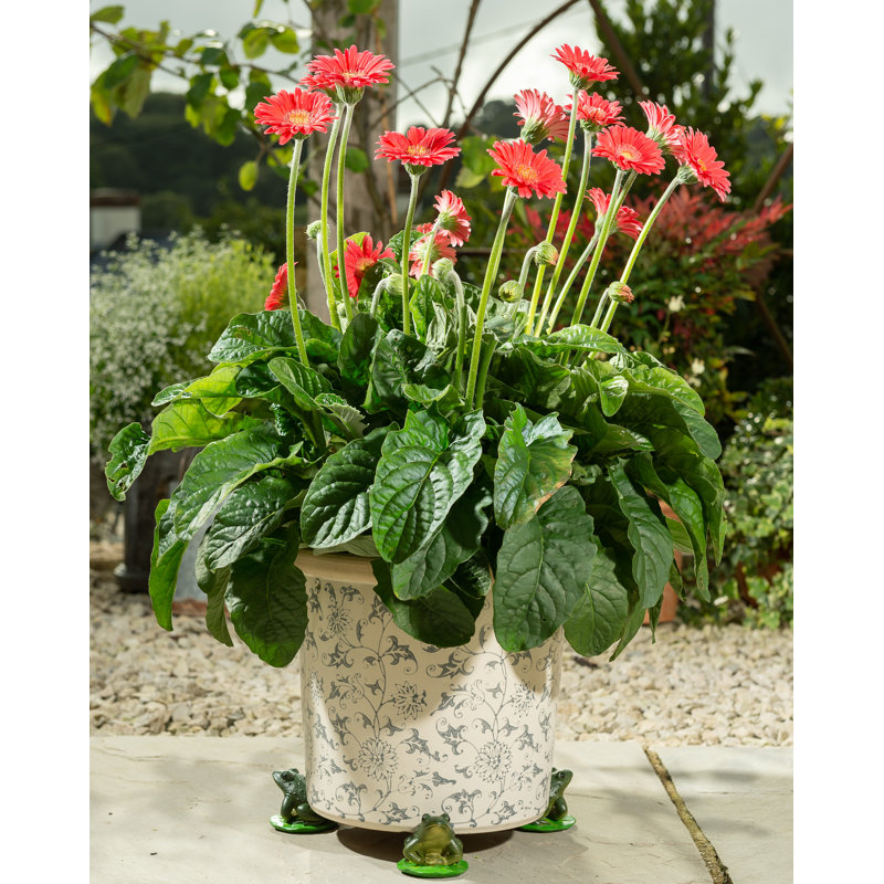 Pieds de jardinière accroupis dans une boîte-cadeau