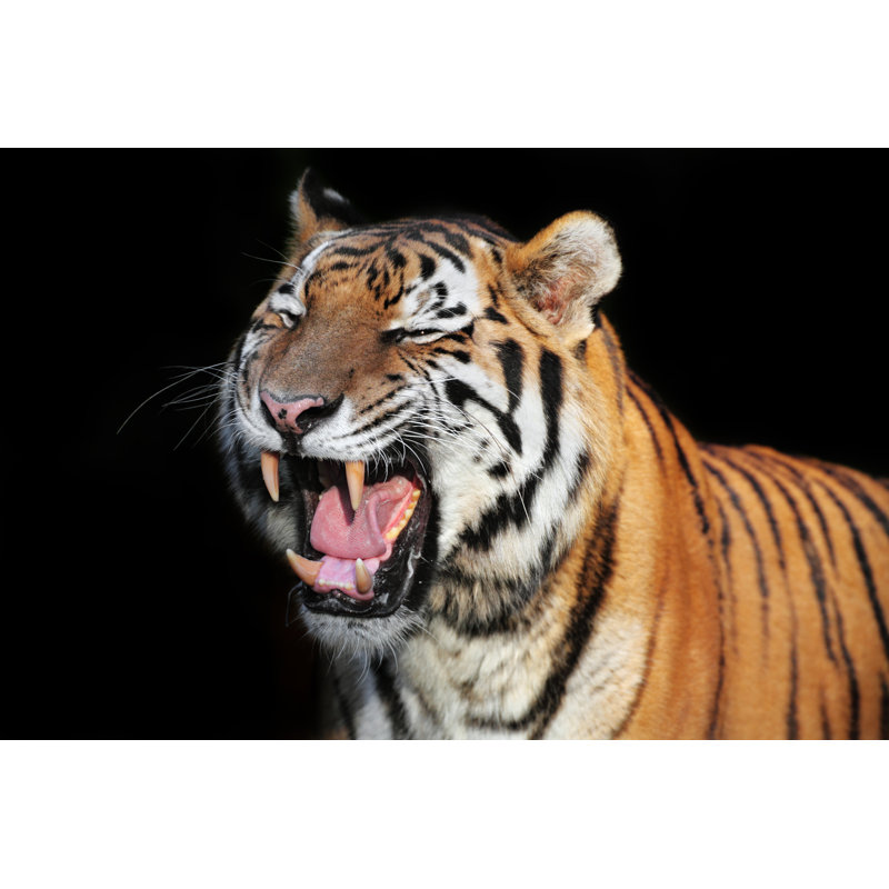 Roaring Tiger by Andyworks - No Frame Print on Canvas, 51cm H x 76cm W