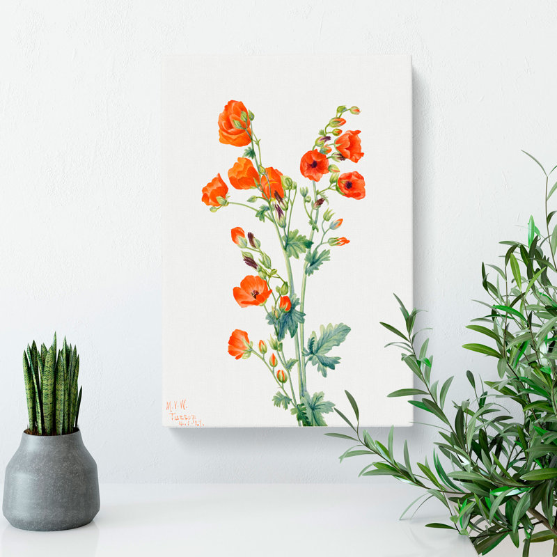 Scarlet Globe Mallow by Mary Vaux Walcott - Wrapped Canvas, 76cm H x 50cm W x 3cm D