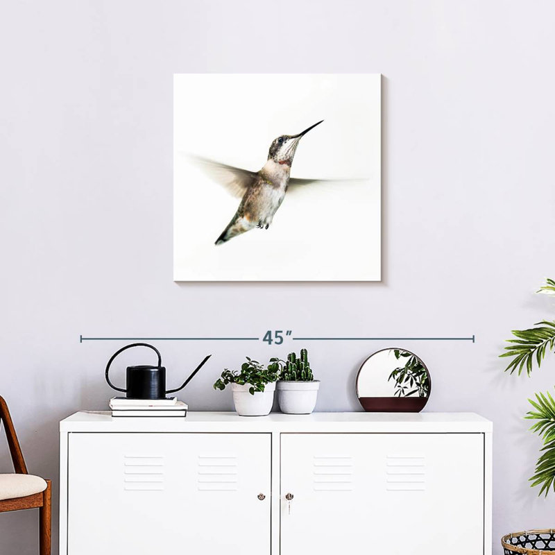 Crowle petit colibri