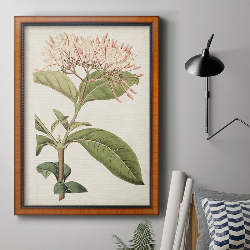 Toile encadrée de qualité supérieure Antique Botanical Collection VI - prête à être accrochée, H 27 po x l 18 po x P 2,5 po