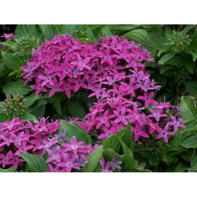 Dwarf Penta Purple Flowering Plant in 6-Inch Pot
