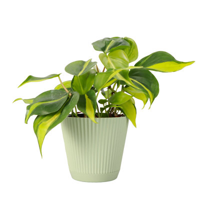Thorsen's Greenhouse Live Brazil Philodendron Plant in Ruffle Pot, 4-inch Diameter