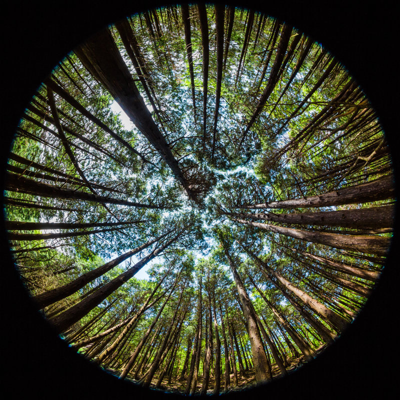 Forêt japonaise par Gfed, H 20 po x l 20 po