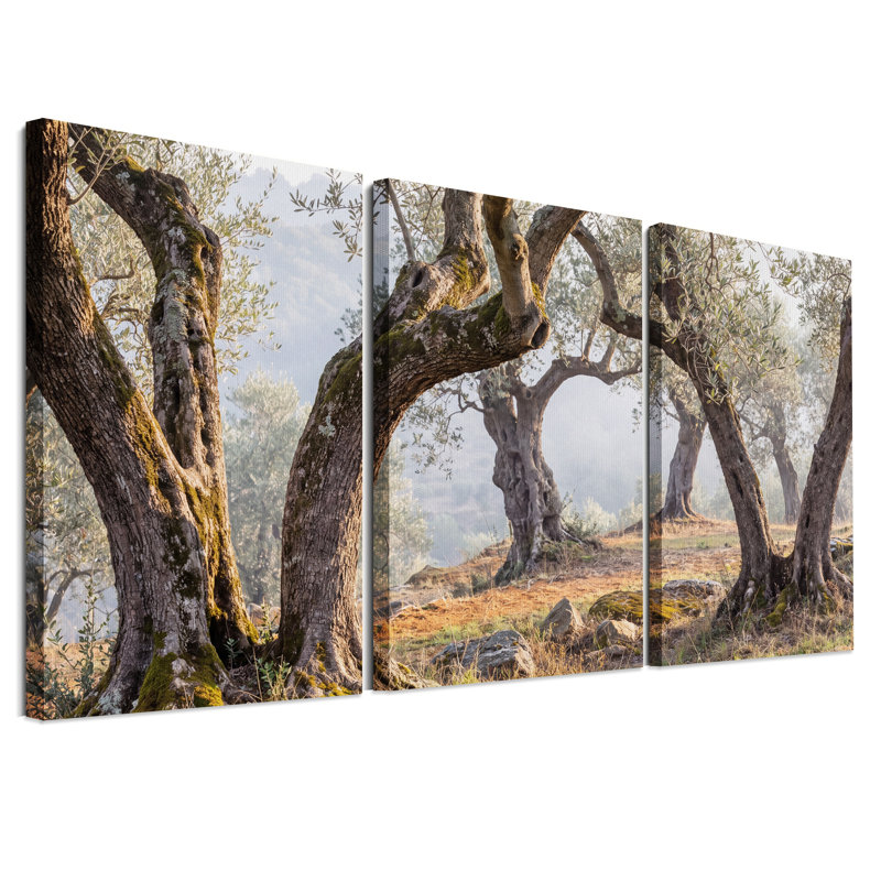 Ensemble d'art mural sur toile Mossy Olive Trunks In Sunlit Grove, H 36 po x l 24 po x 3 pièces