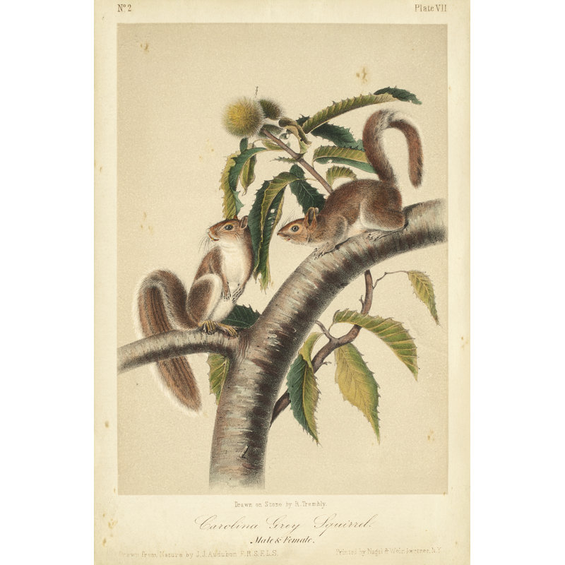 Audubon Squirrel I by John Audubon - Painting, 46cm H x 30cm W, Wrapped Canvas