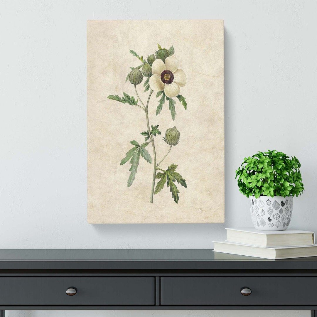 Hibiscus Flower by Pierre-Joseph Redoute - Wrapped Canvas
