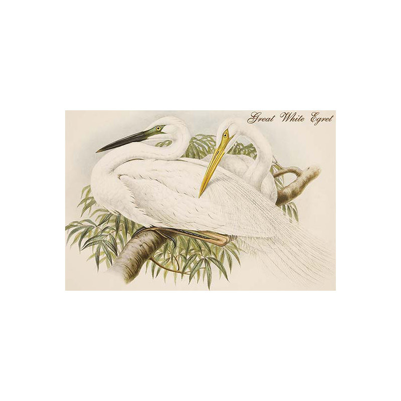 Grande aigrette blanche-impression d’art graphique, H 24 po x l 36 po x P 1,5 po